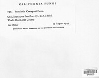 Pestalotia castagnei image